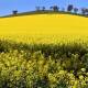 Farmland used to produce crops like canola will take the lead in price growth. (Mick Tsikas/AAP PHOTOS)