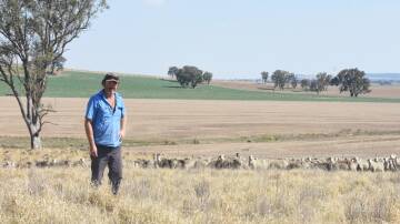 George Gregory, Mountview, Boorowa, with a mob of his Winyar-blood Merino ewes.