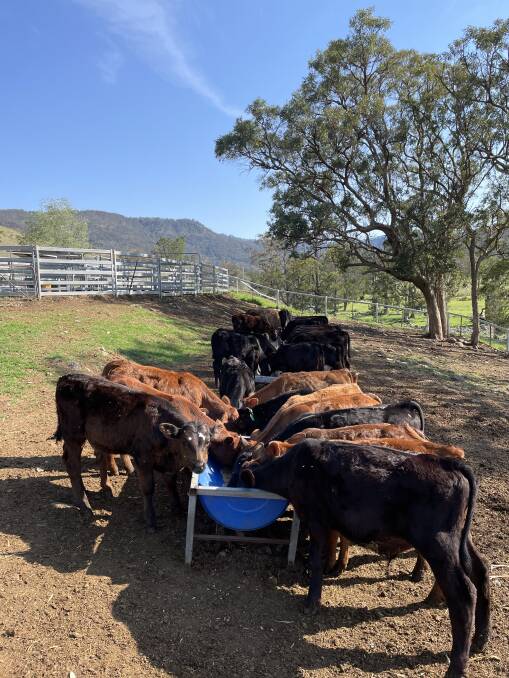 Drought feeding and management workshops