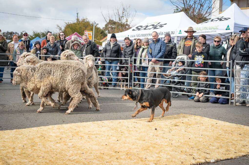 June long weekend head to Merriwa for the Festival of the Fleeces.