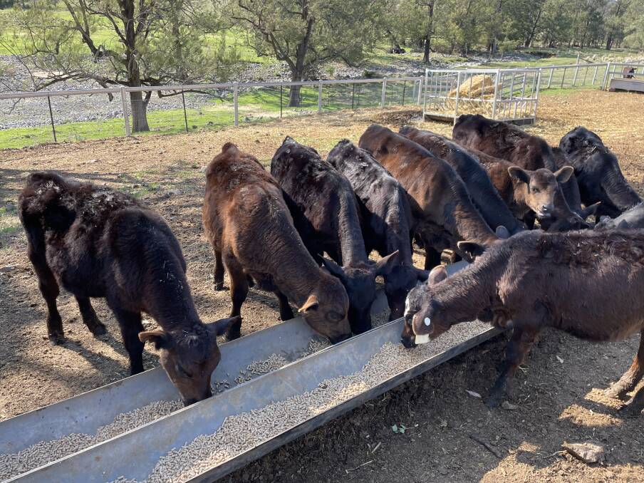 Confinement feeding of early weaner calves.