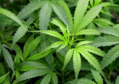 A 55-year-old man has been charged after a grow house containing $1 million worth of cannabis was found at Muswellbrook. File picture