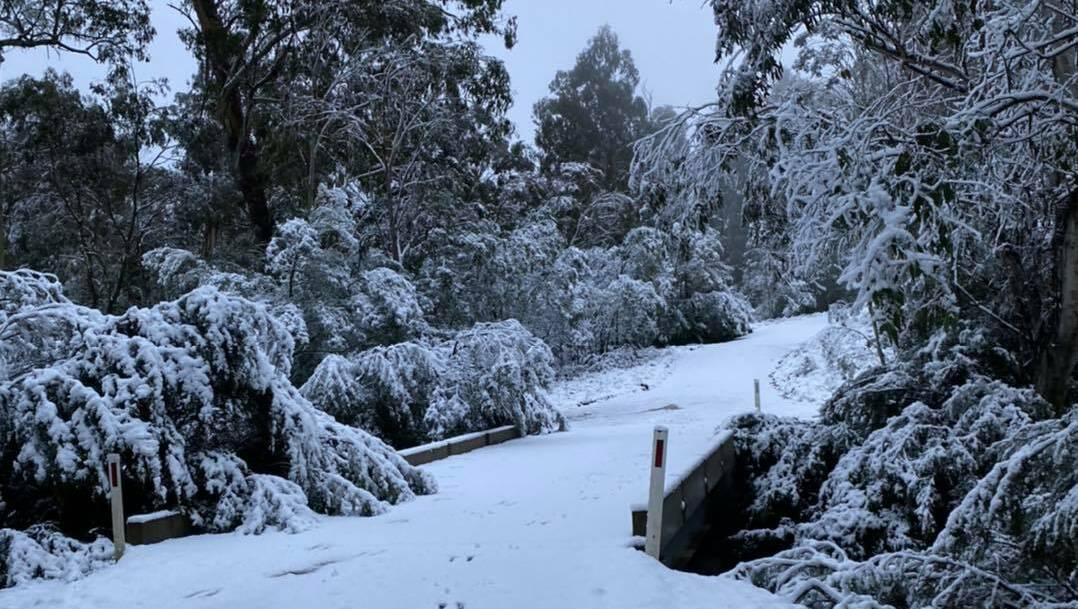 Photos After Several Days Of Snow At Barrington Tops Hunter Valley News Muswellbrook Nsw